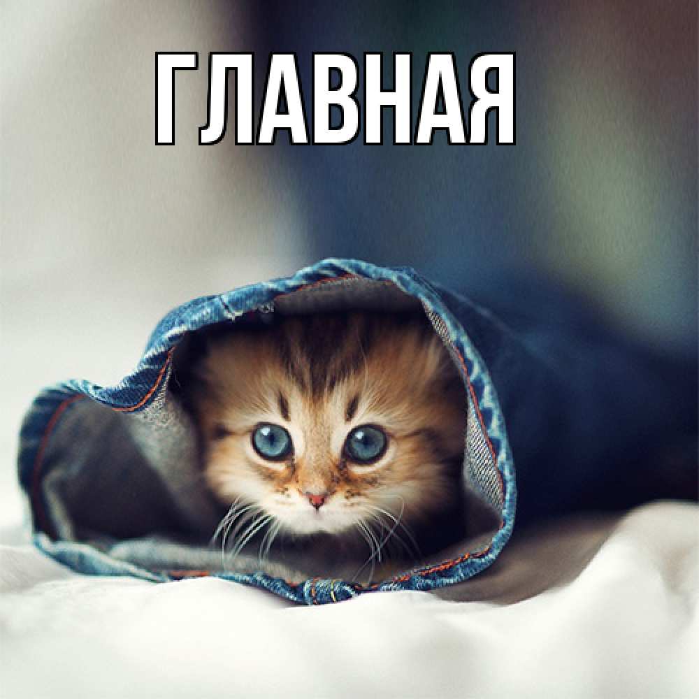 Открытка на каждый день с именем, Марьяна Главная рыжик котик Прикольная открытка с пожеланием онлайн скачать бесплатно 