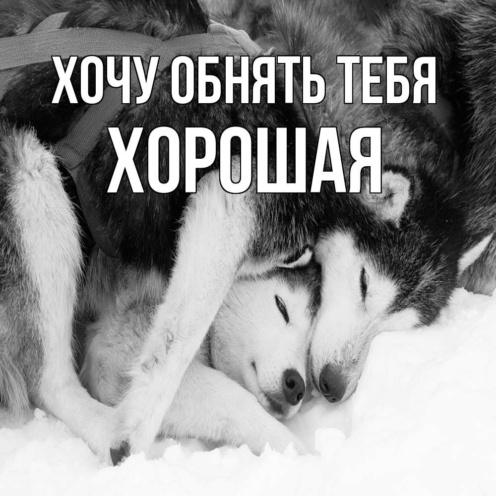 Открытка на каждый день с именем, Хоpошая Хочу обнять тебя собачки в упряжке Прикольная открытка с пожеланием онлайн скачать бесплатно 