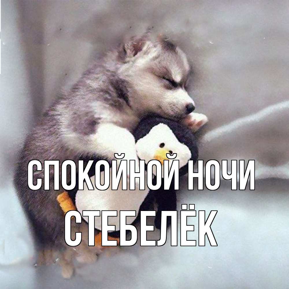 Открытка на каждый день с именем, Стебелёк Спокойной ночи обнимашки щенка и пингвина Прикольная открытка с пожеланием онлайн скачать бесплатно 