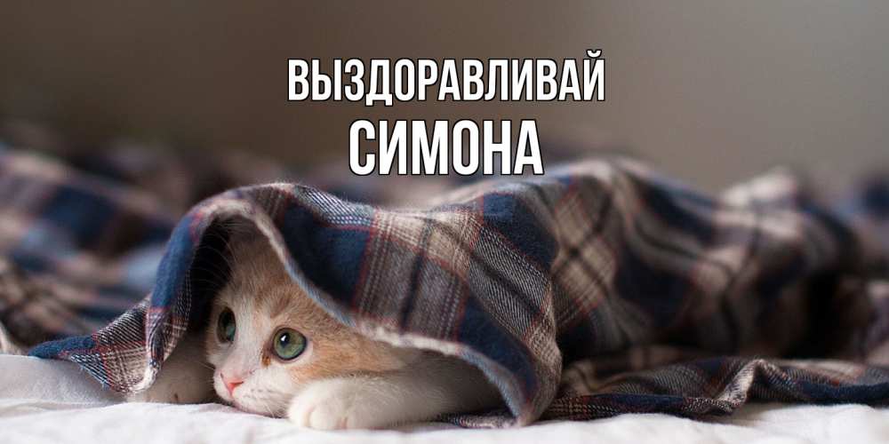 Открытка на каждый день с именем, Симона Выздоравливай не болейте с котиком Прикольная открытка с пожеланием онлайн скачать бесплатно 
