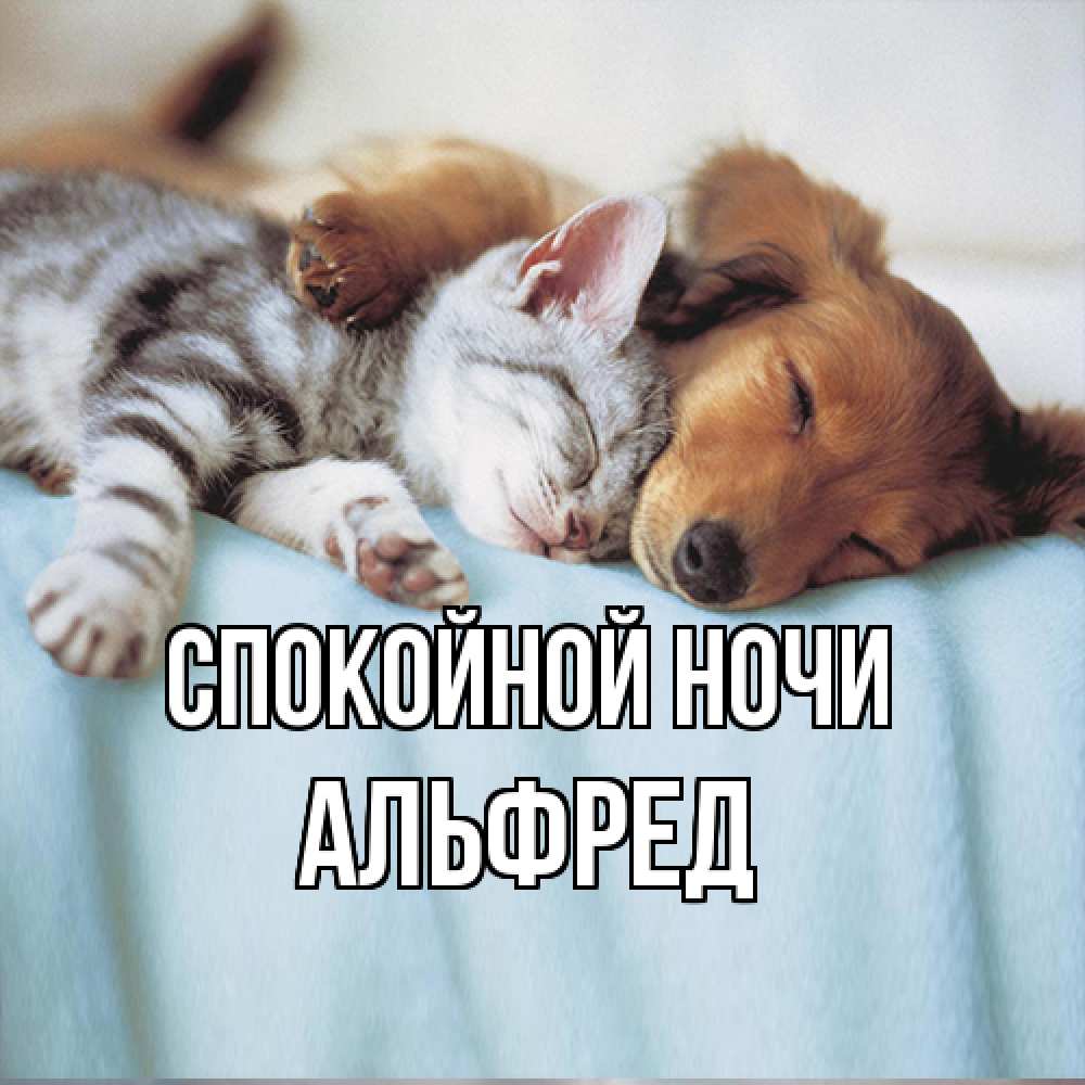 Открытка на каждый день с именем, Альфред Спокойной ночи с животными Прикольная открытка с пожеланием онлайн скачать бесплатно 