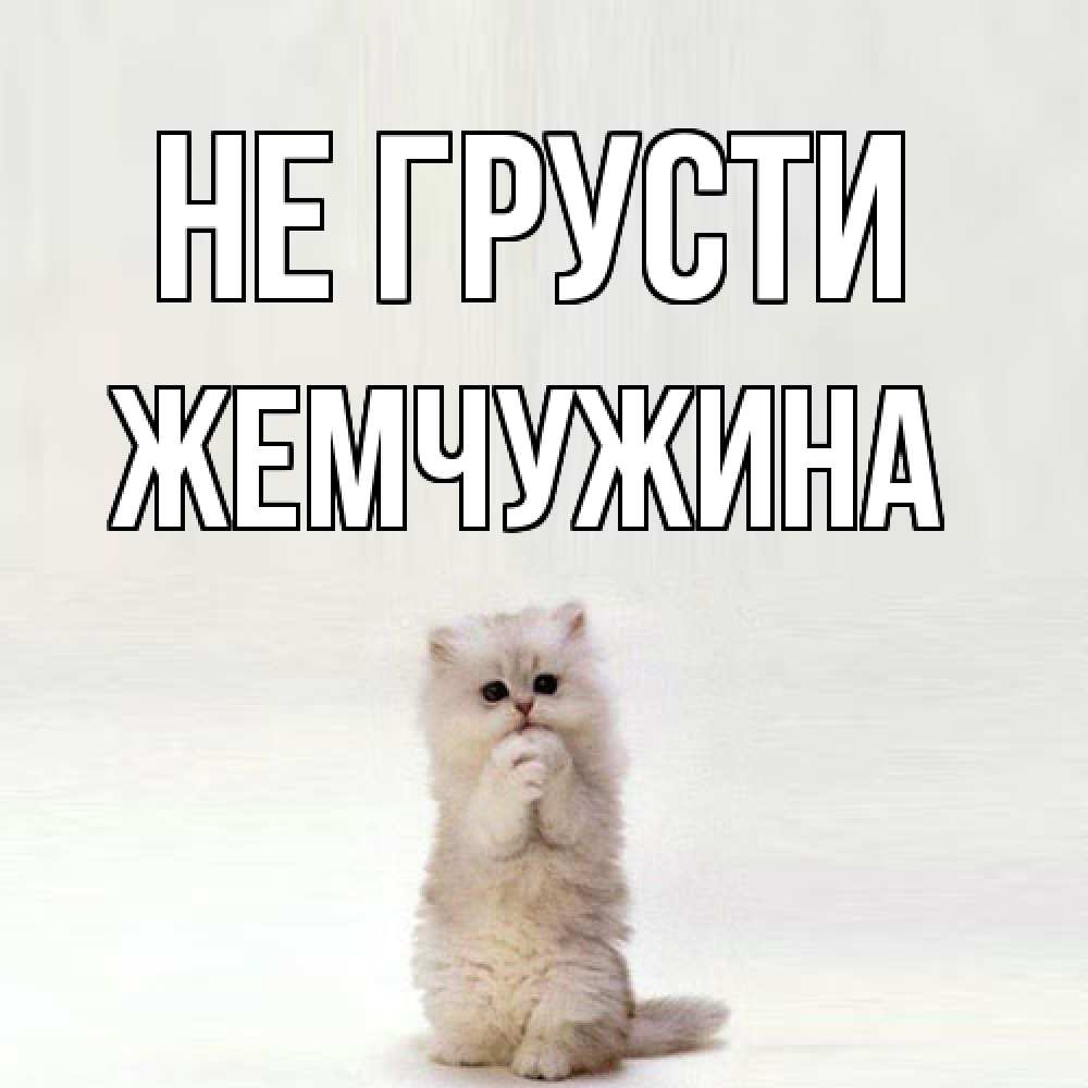 Открытка на каждый день с именем, жемчужина Не грусти грустный кот Прикольная открытка с пожеланием онлайн скачать бесплатно 