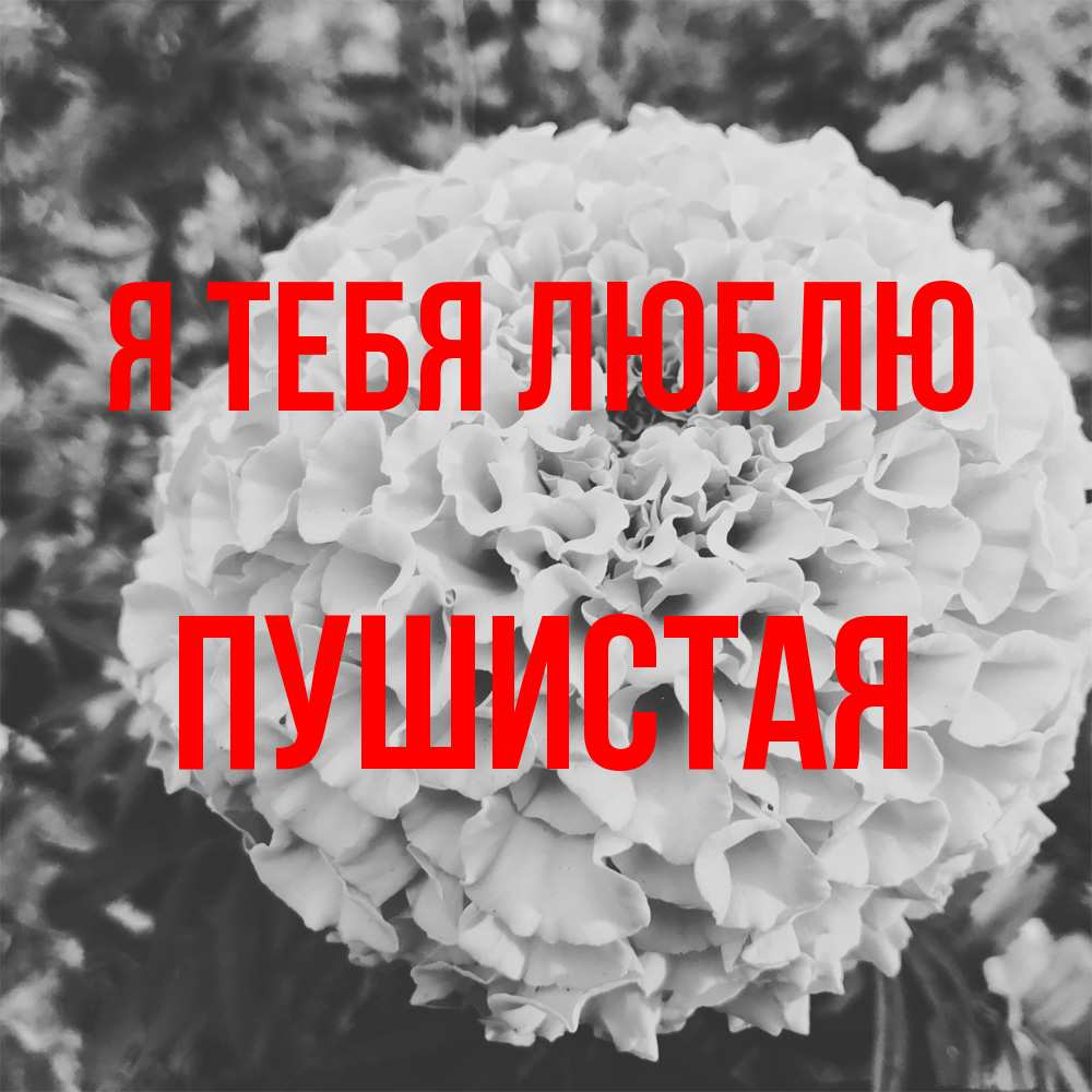 Открытка на каждый день с именем, Пушистая Я тебя люблю подпись Прикольная открытка с пожеланием онлайн скачать бесплатно 