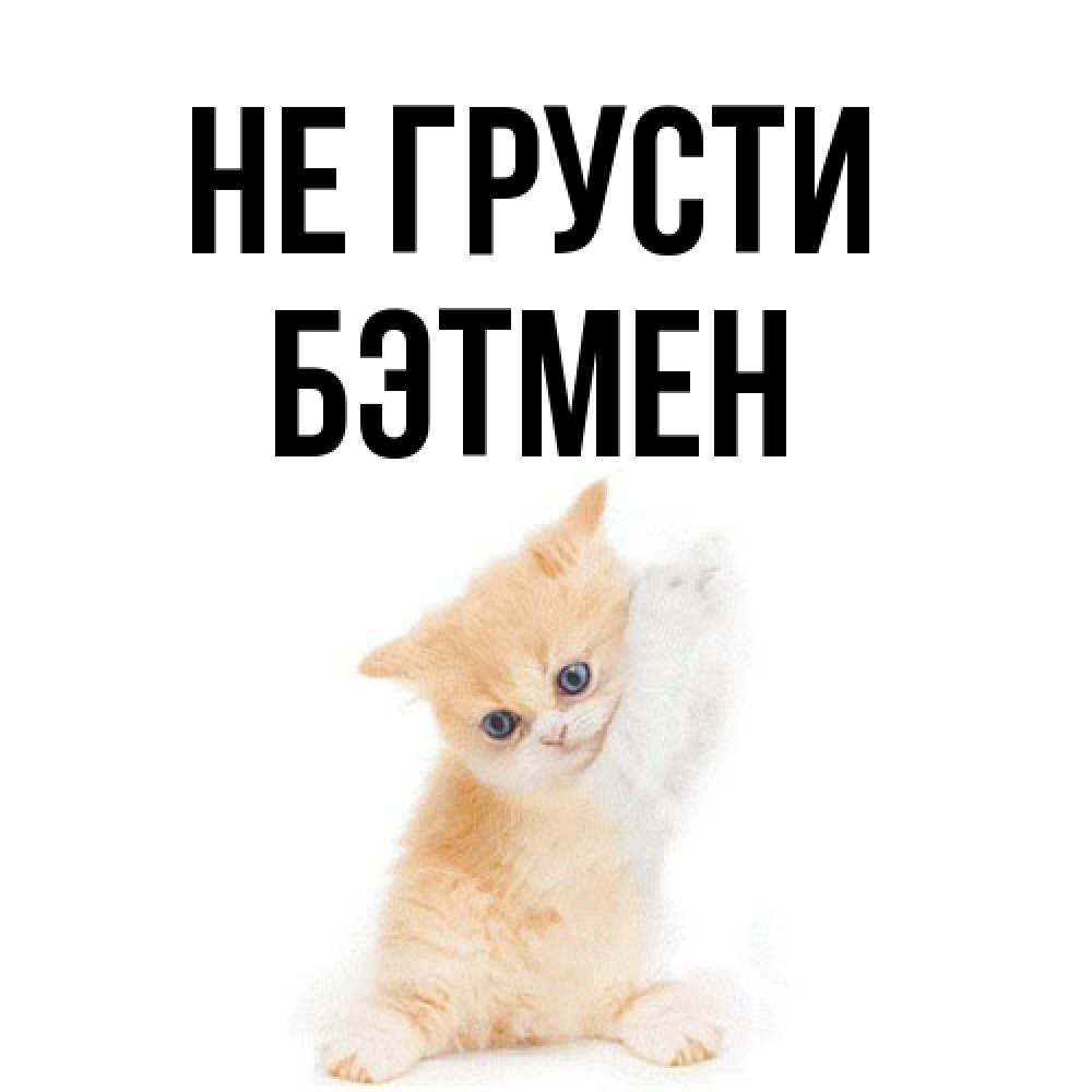 Открытка на каждый день с именем, Бэтмен Не грусти просящий кот Прикольная открытка с пожеланием онлайн скачать бесплатно 