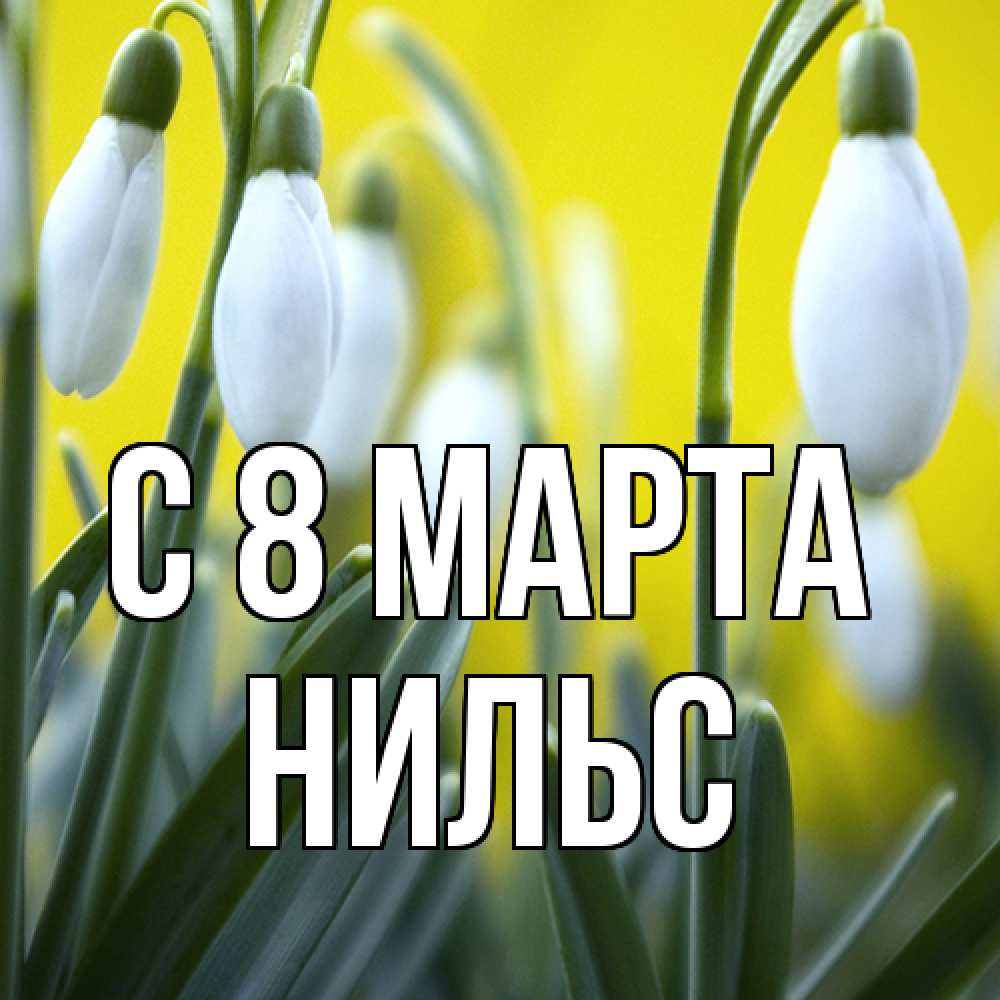 Открытка на каждый день с именем, Нильс C 8 МАРТА весенние цветы Прикольная открытка с пожеланием онлайн скачать бесплатно 