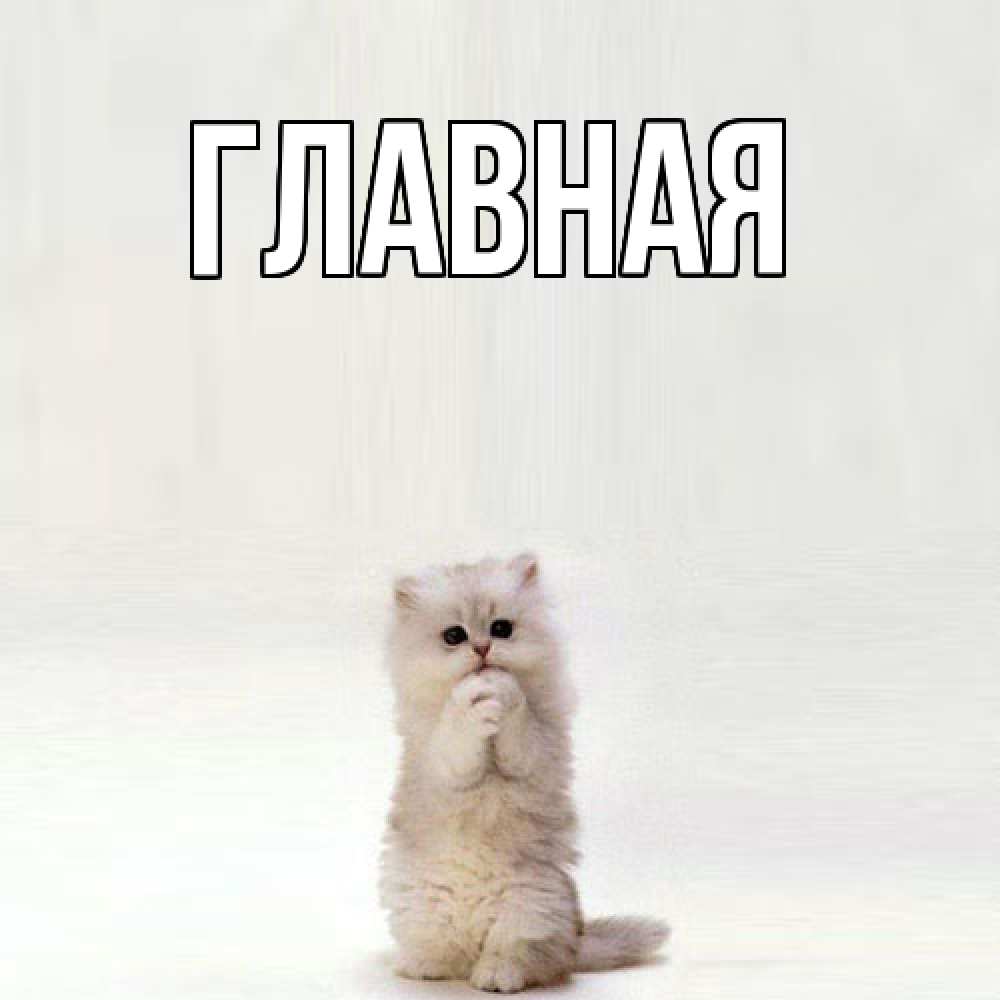 Открытка на каждый день с именем, Анна Главная грустный кот Прикольная открытка с пожеланием онлайн скачать бесплатно 