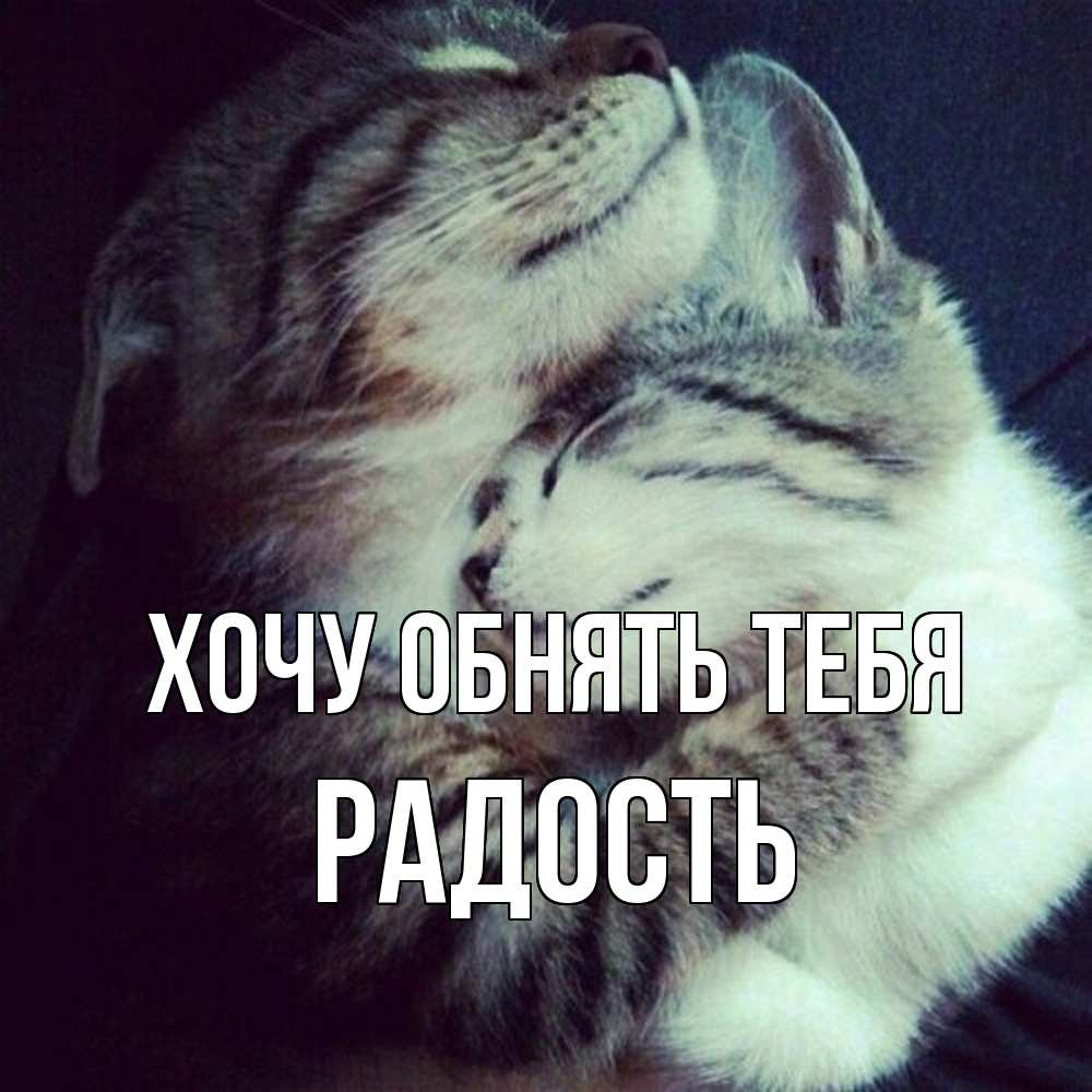 Открытка на каждый день с именем, радость Хочу обнять тебя полосатики Прикольная открытка с пожеланием онлайн скачать бесплатно 