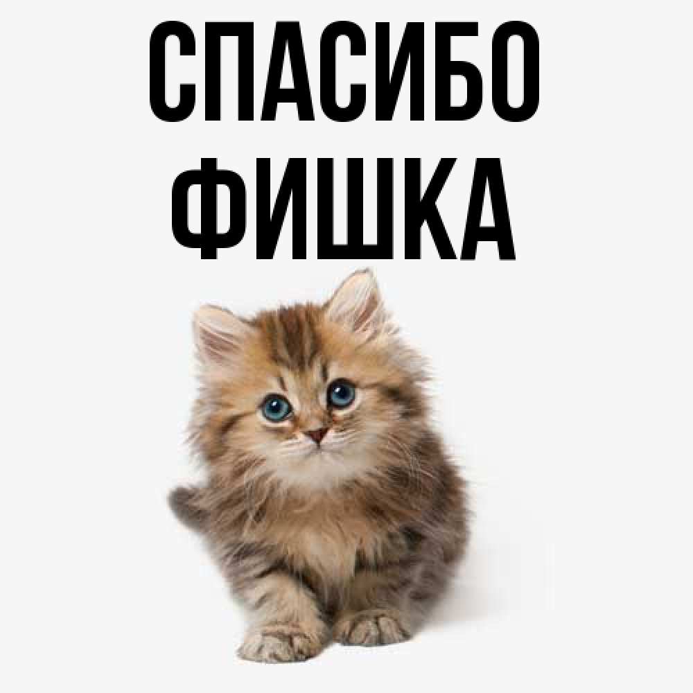 Открытка на каждый день с именем, Фишка Спасибо пушистый котик Прикольная открытка с пожеланием онлайн скачать бесплатно 