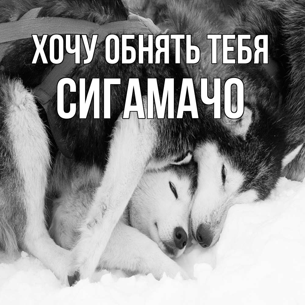 Открытка на каждый день с именем, Сигамачо Хочу обнять тебя собачки в упряжке Прикольная открытка с пожеланием онлайн скачать бесплатно 