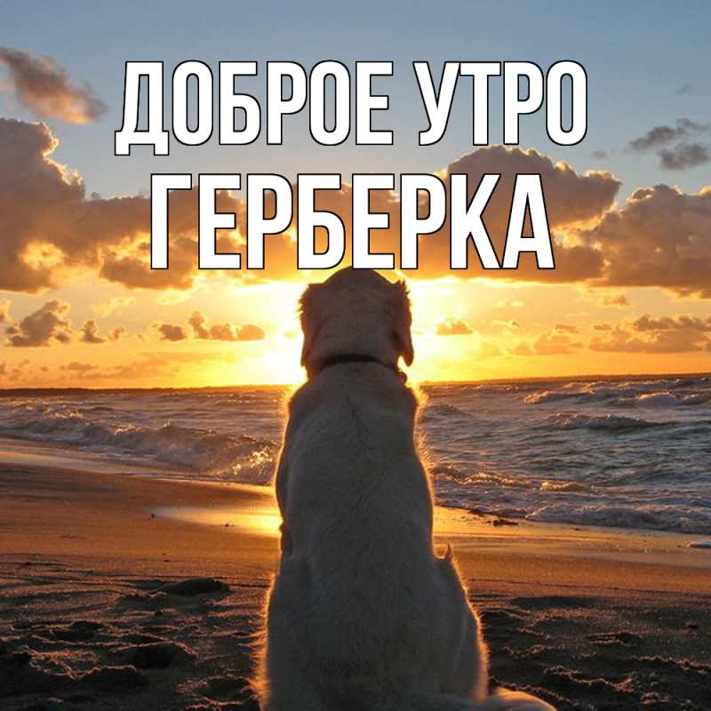 Картинка Доброе утро, Герберка