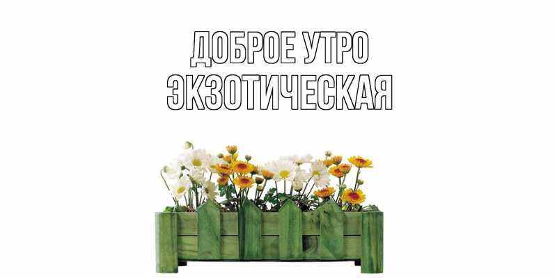 Картинка Доброе утро, Экзотическая