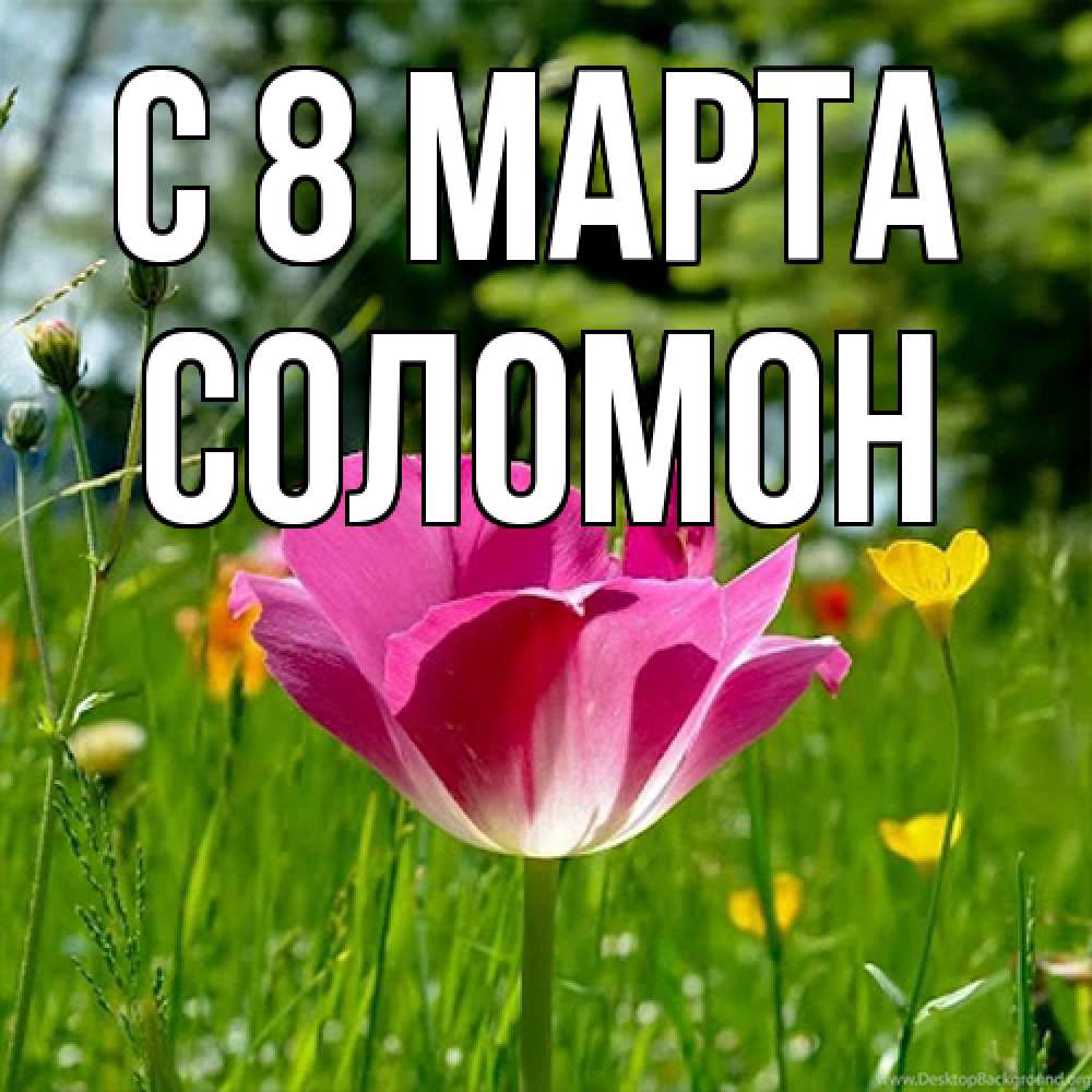 Открытка на каждый день с именем, Соломон C 8 МАРТА полевые цветы Прикольная открытка с пожеланием онлайн скачать бесплатно 