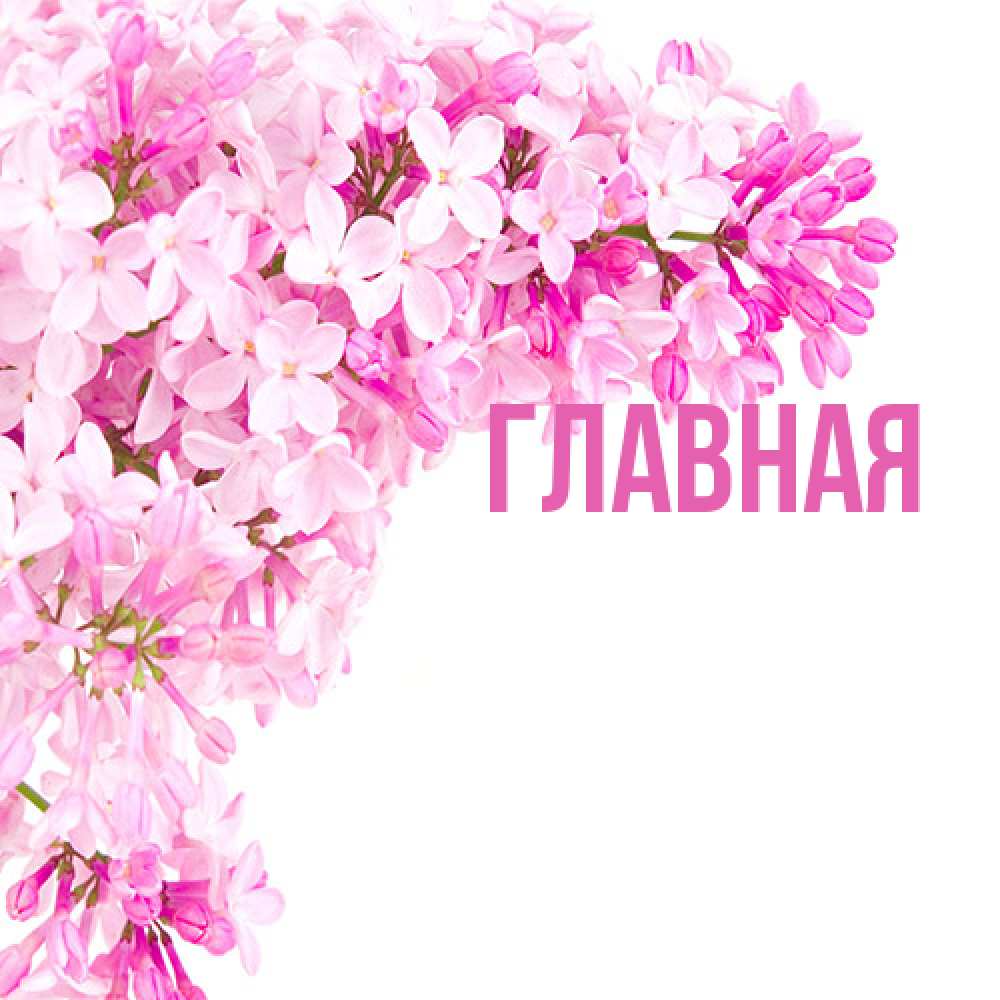 Открытка на каждый день с именем, настя Главная Сирень на белом фоне Прикольная открытка с пожеланием онлайн скачать бесплатно 