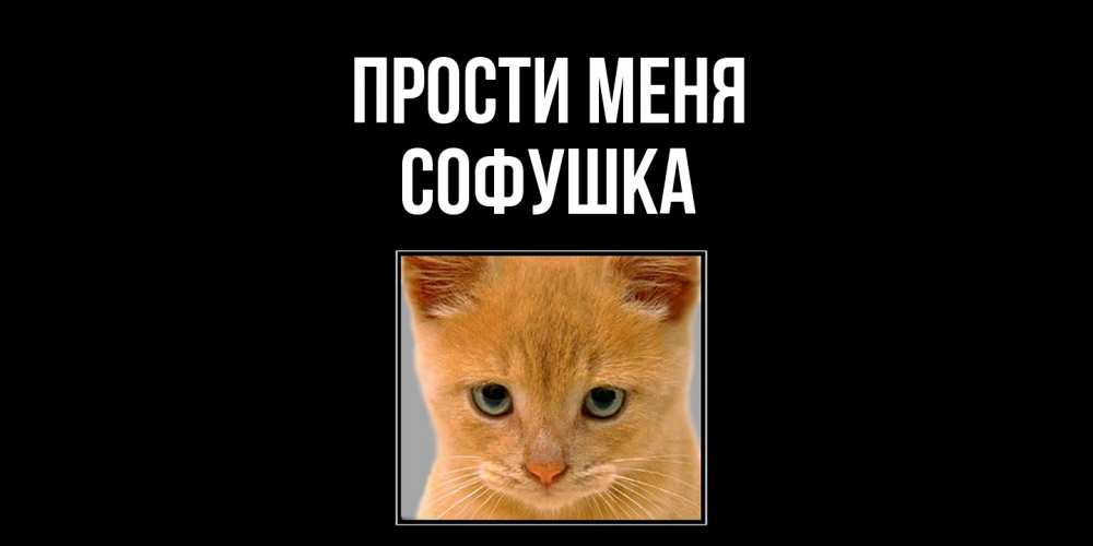 Открытка на каждый день с именем, Софушка Прости меня рыжий грустный кот просит прощения Прикольная открытка с пожеланием онлайн скачать бесплатно 