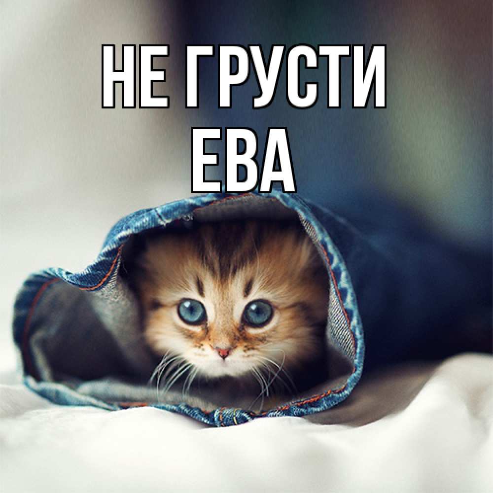 Открытка на каждый день с именем, Ева Не грусти кот в одежде Прикольная открытка с пожеланием онлайн скачать бесплатно 