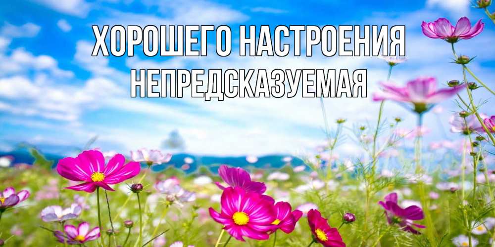 Открытка на каждый день с именем, непредсказуемая Хорошего настроения поле цветов Прикольная открытка с пожеланием онлайн скачать бесплатно 