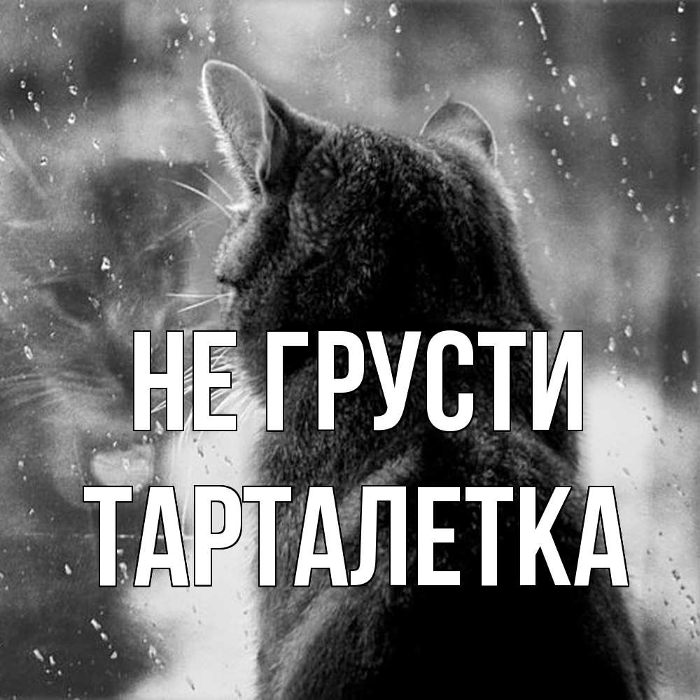 Открытка на каждый день с именем, Тарталетка Не грусти отражение кота 1 Прикольная открытка с пожеланием онлайн скачать бесплатно 