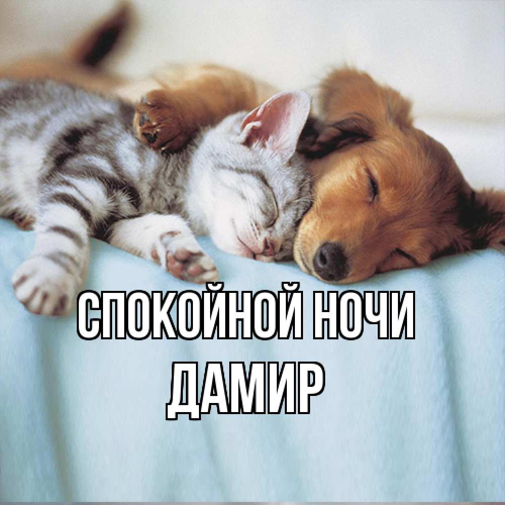 Открытка на каждый день с именем, Дамир Спокойной ночи с животными Прикольная открытка с пожеланием онлайн скачать бесплатно 