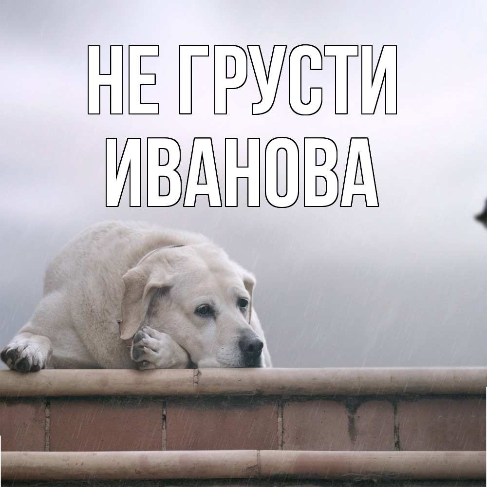 Открытка на каждый день с именем, Иванова Не грусти белый пес 1 Прикольная открытка с пожеланием онлайн скачать бесплатно 