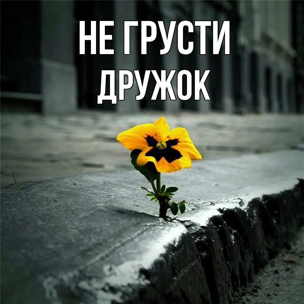 Открытка на каждый день с именем, Дружок Не грусти не сдавайся Прикольная открытка с пожеланием онлайн скачать бесплатно 