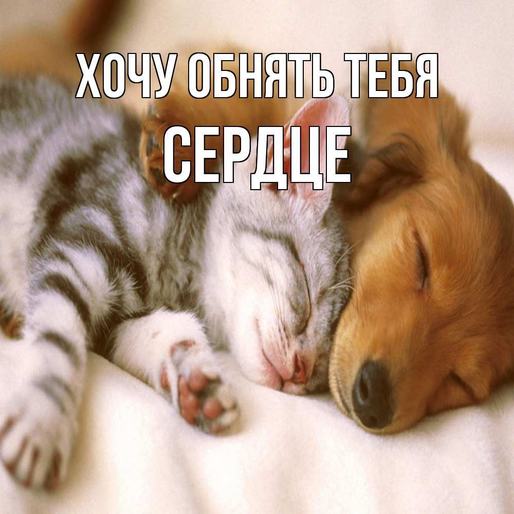 Открытка на каждый день с именем, сердце Хочу обнять тебя пес и котенок Прикольная открытка с пожеланием онлайн скачать бесплатно 