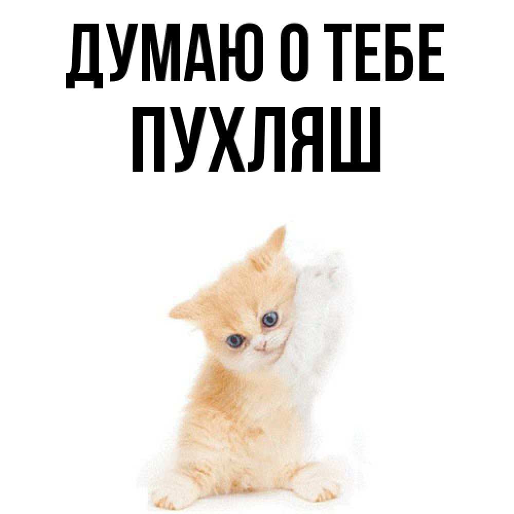 Открытка на каждый день с именем, пухляш Думаю о тебе зверушки и милота Прикольная открытка с пожеланием онлайн скачать бесплатно 