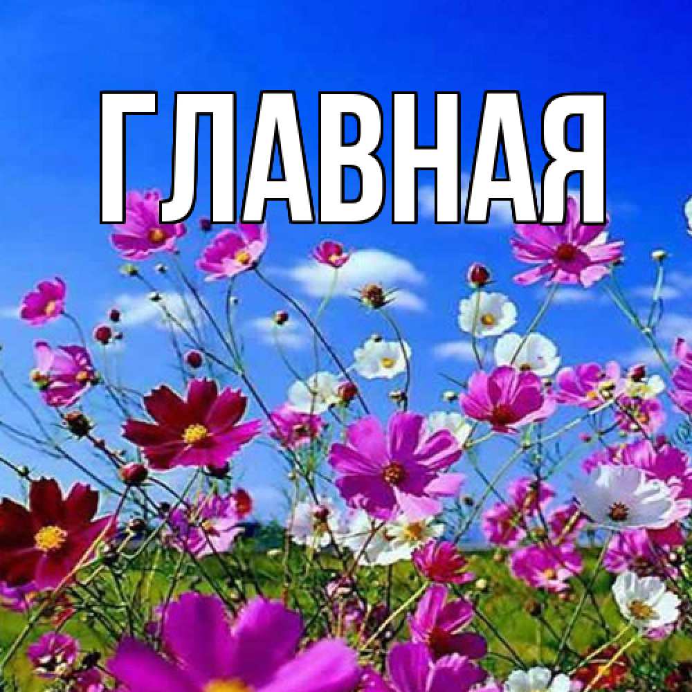 Открытка на каждый день с именем, настя Главная сиреневые цветы Прикольная открытка с пожеланием онлайн скачать бесплатно 