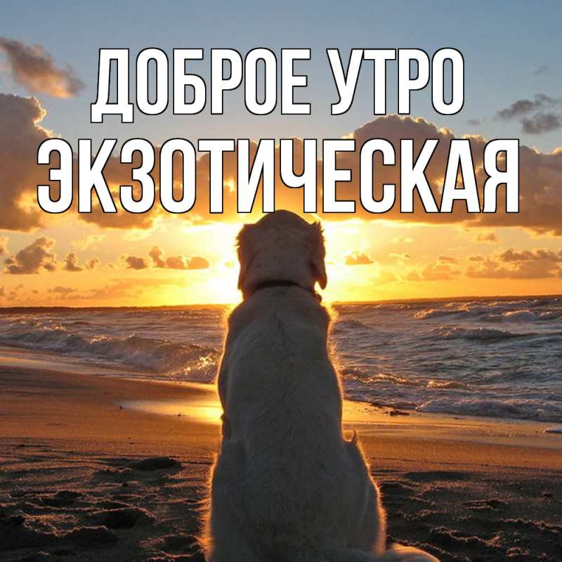 Картинка Доброе утро, Экзотическая