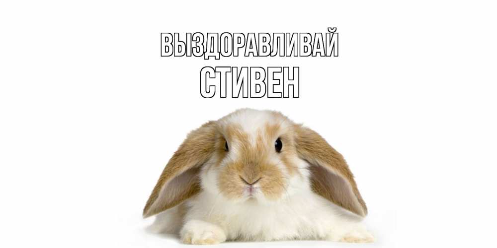 Открытка на каждый день с именем, Стивен Выздоравливай вислоухий кролик белого и коричневого цвета Прикольная открытка с пожеланием онлайн скачать бесплатно 