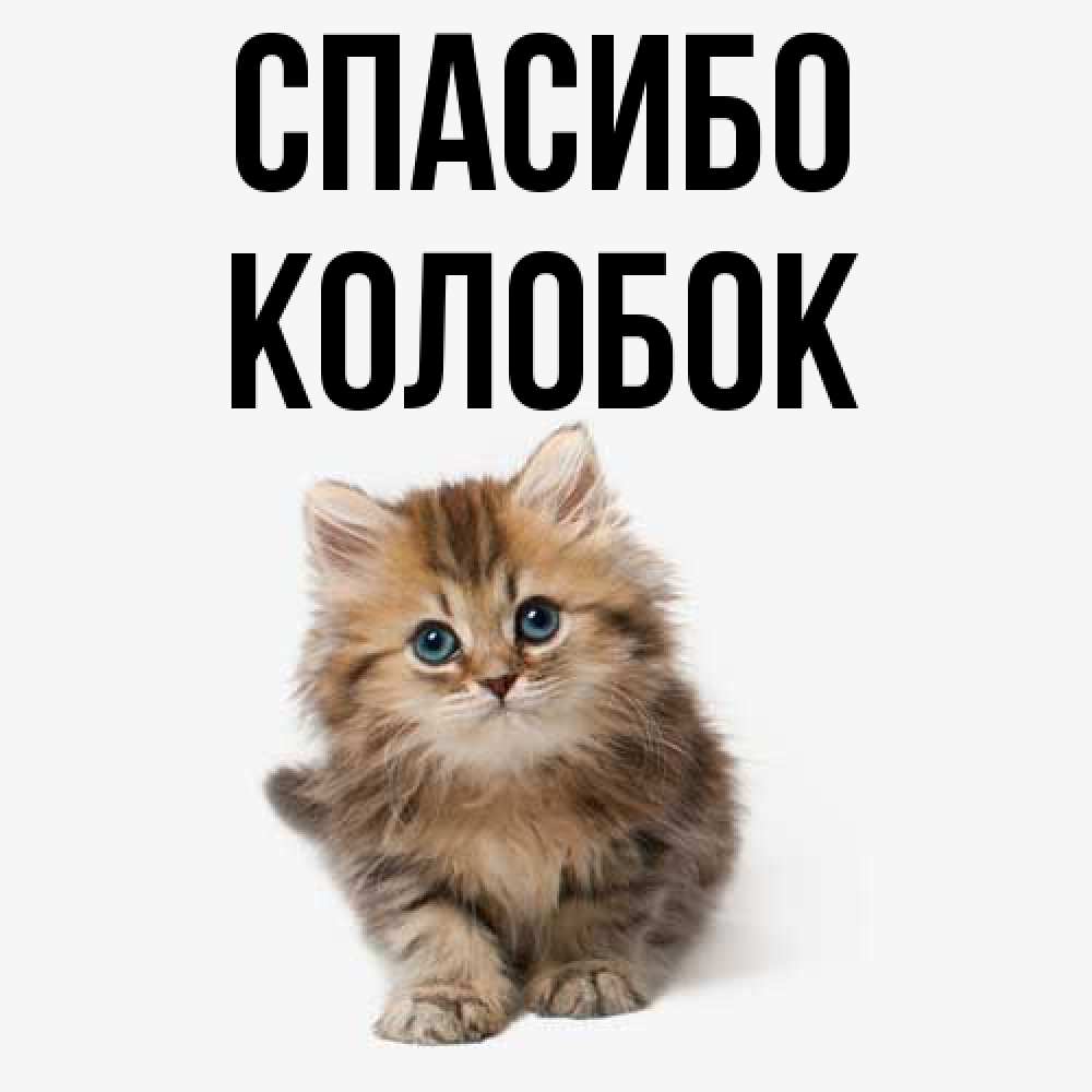Открытка на каждый день с именем, колобок Спасибо пушистый котик Прикольная открытка с пожеланием онлайн скачать бесплатно 