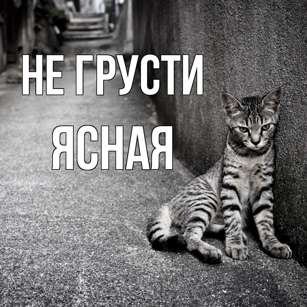 Открытка на каждый день с именем, Ясная Не грусти скучающий котик Прикольная открытка с пожеланием онлайн скачать бесплатно 