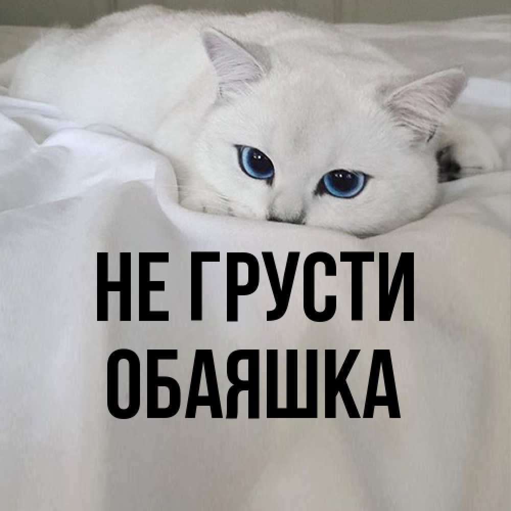 Открытка на каждый день с именем, обаяшка Не грусти Голубоглазая кошка Прикольная открытка с пожеланием онлайн скачать бесплатно 