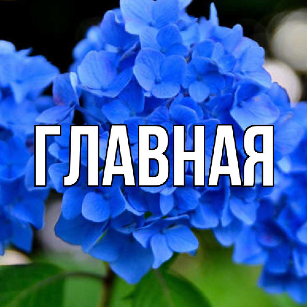 Открытка на каждый день с именем, Марьяна Главная синие цветы Прикольная открытка с пожеланием онлайн скачать бесплатно 