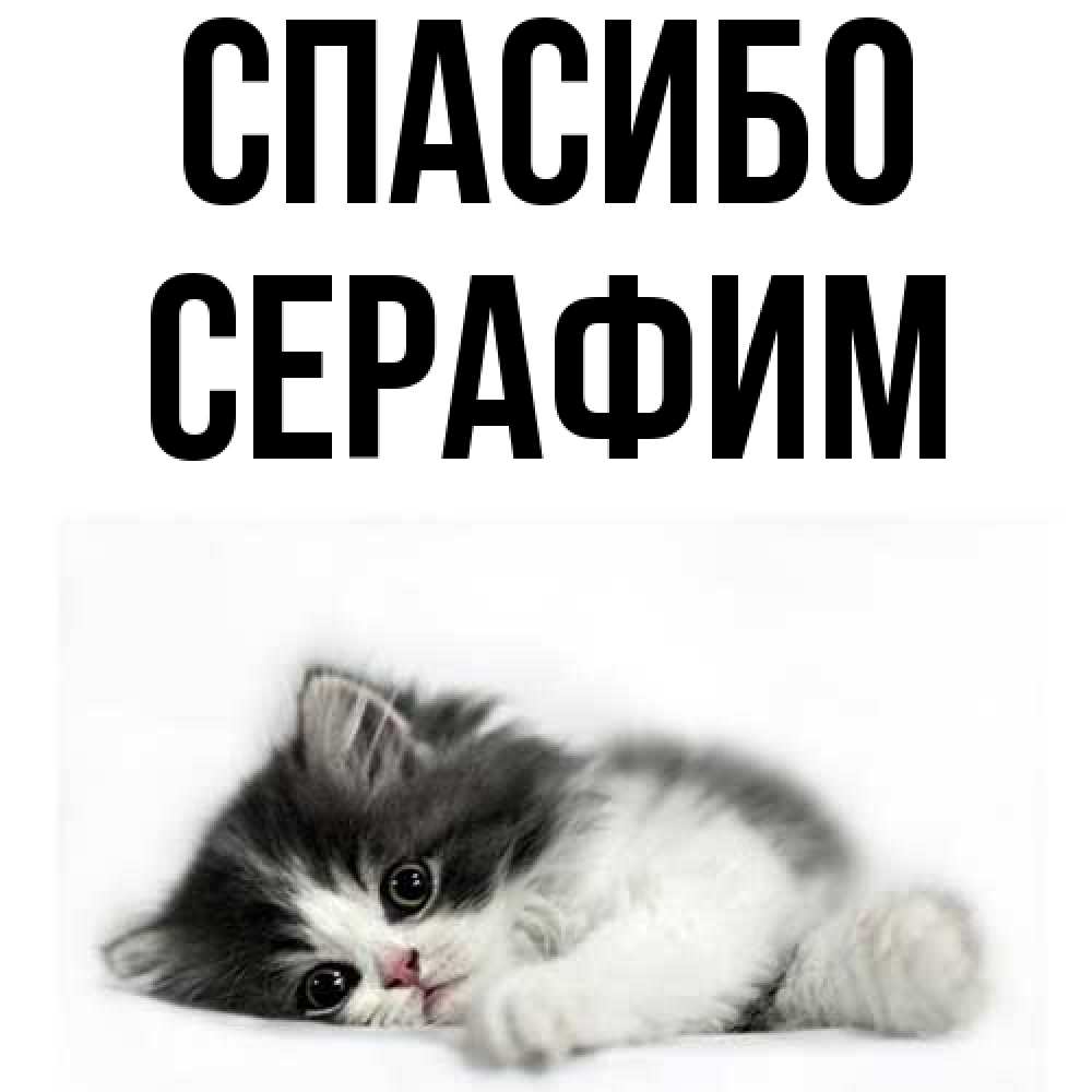 Открытка на каждый день с именем, Серафим Спасибо черный и белый кот Прикольная открытка с пожеланием онлайн скачать бесплатно 