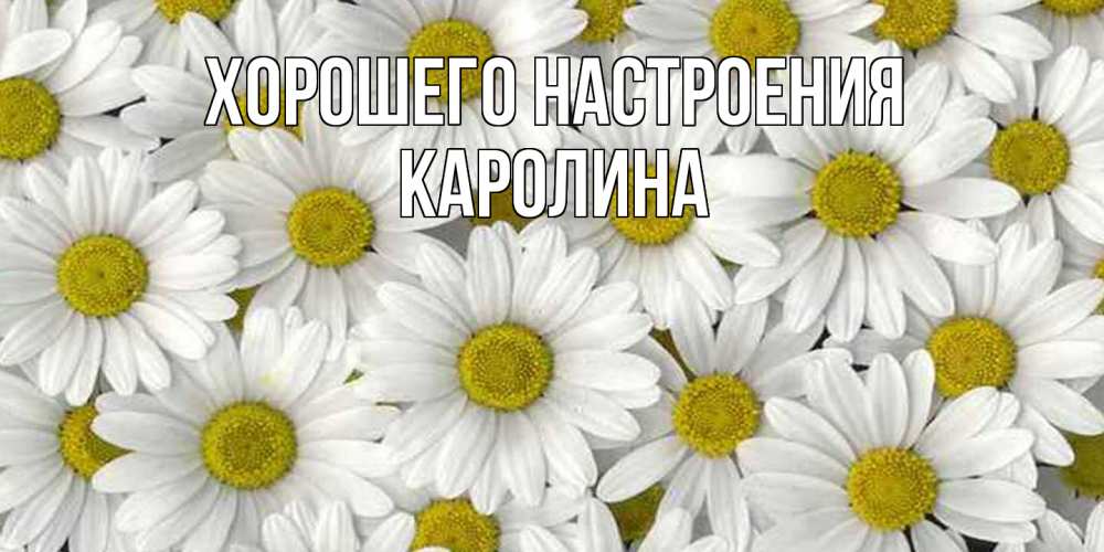 Открытка на каждый день с именем, Каролина Хорошего настроения поляна ромашек Прикольная открытка с пожеланием онлайн скачать бесплатно 