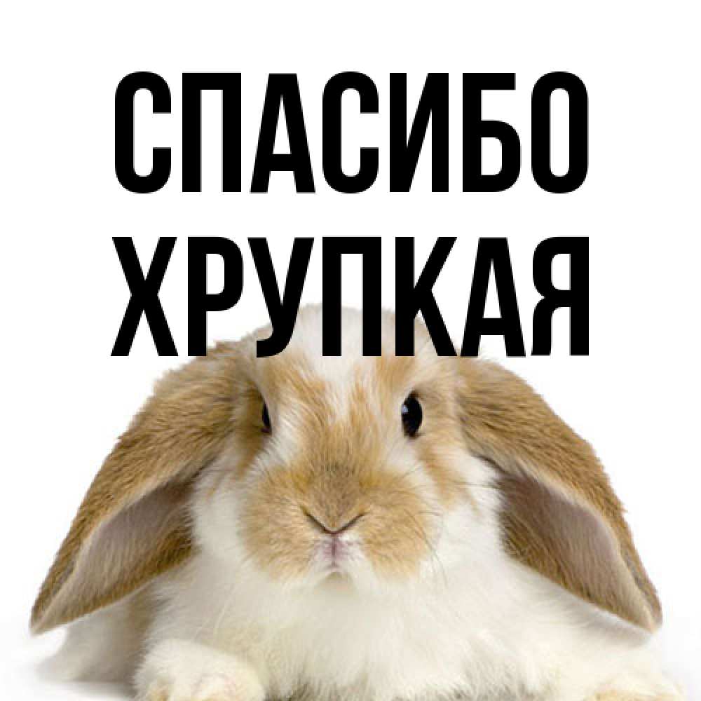 Открытка на каждый день с именем, Хрупкая Спасибо коричнево белый заяц Прикольная открытка с пожеланием онлайн скачать бесплатно 