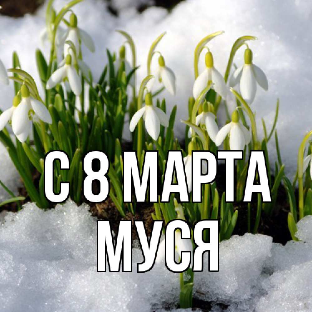 Открытка на каждый день с именем, Муся C 8 МАРТА цветы весенние Прикольная открытка с пожеланием онлайн скачать бесплатно 