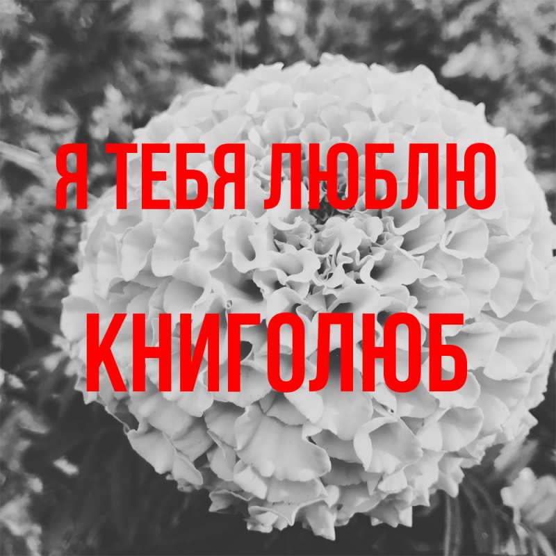 Картинка Я тебя люблю, Книголюб