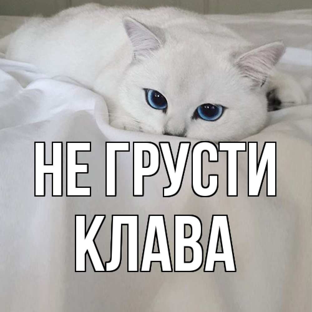 Открытка на каждый день с именем, Клава Не грусти белый кот с голубыми глазами на белоснежной кровати Прикольная открытка с пожеланием онлайн скачать бесплатно 