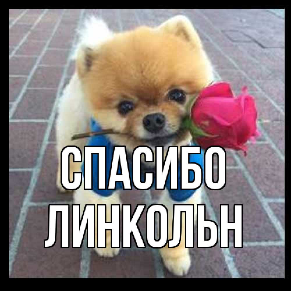 Открытка на каждый день с именем, Линкольн Спасибо спасибо и дарю тебе цветок Прикольная открытка с пожеланием онлайн скачать бесплатно 