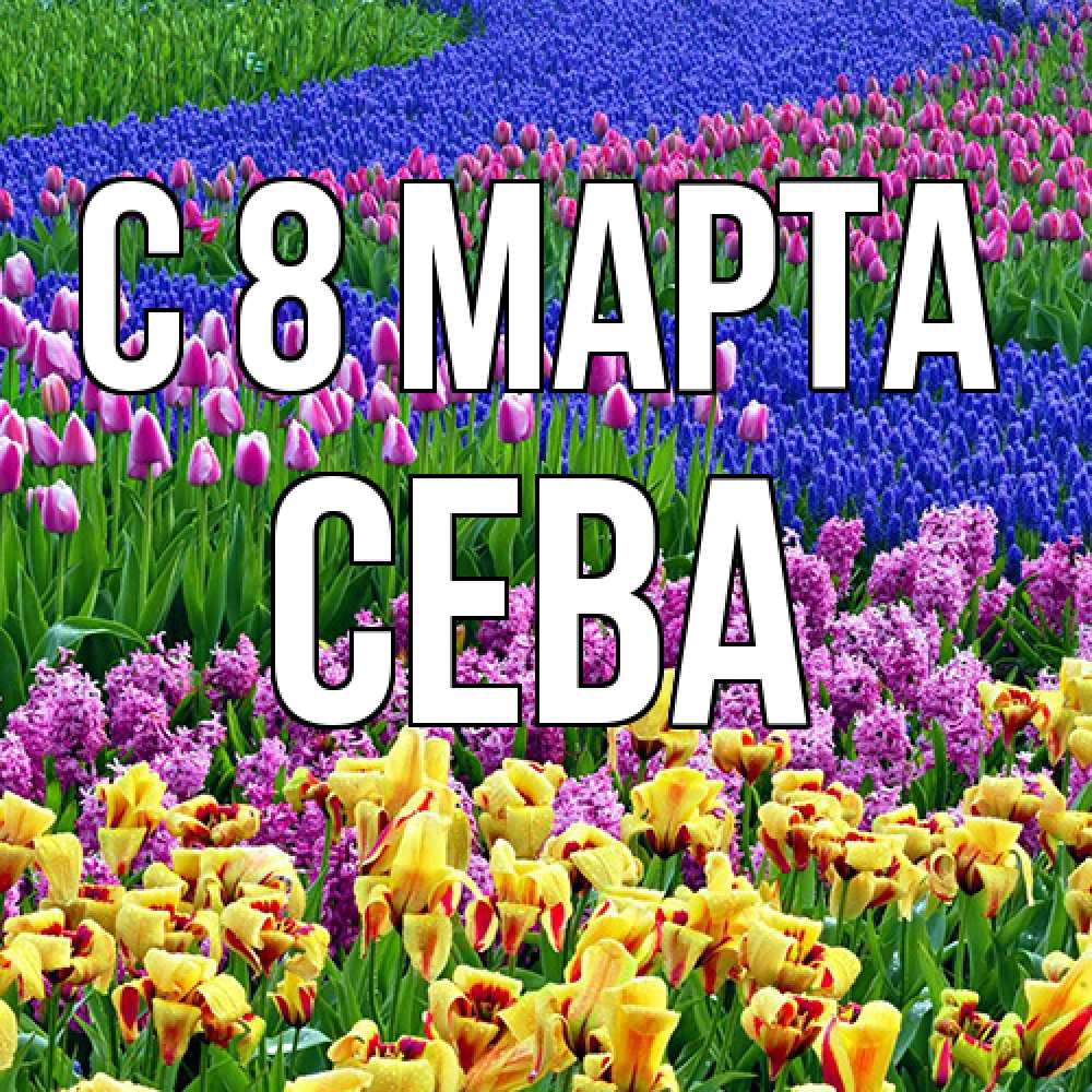 Открытка на каждый день с именем, Сева C 8 МАРТА цветы Прикольная открытка с пожеланием онлайн скачать бесплатно 