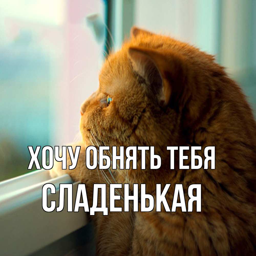 Открытка на каждый день с именем, Сладенькая Хочу обнять тебя большой огромный рыжий котяра Прикольная открытка с пожеланием онлайн скачать бесплатно 