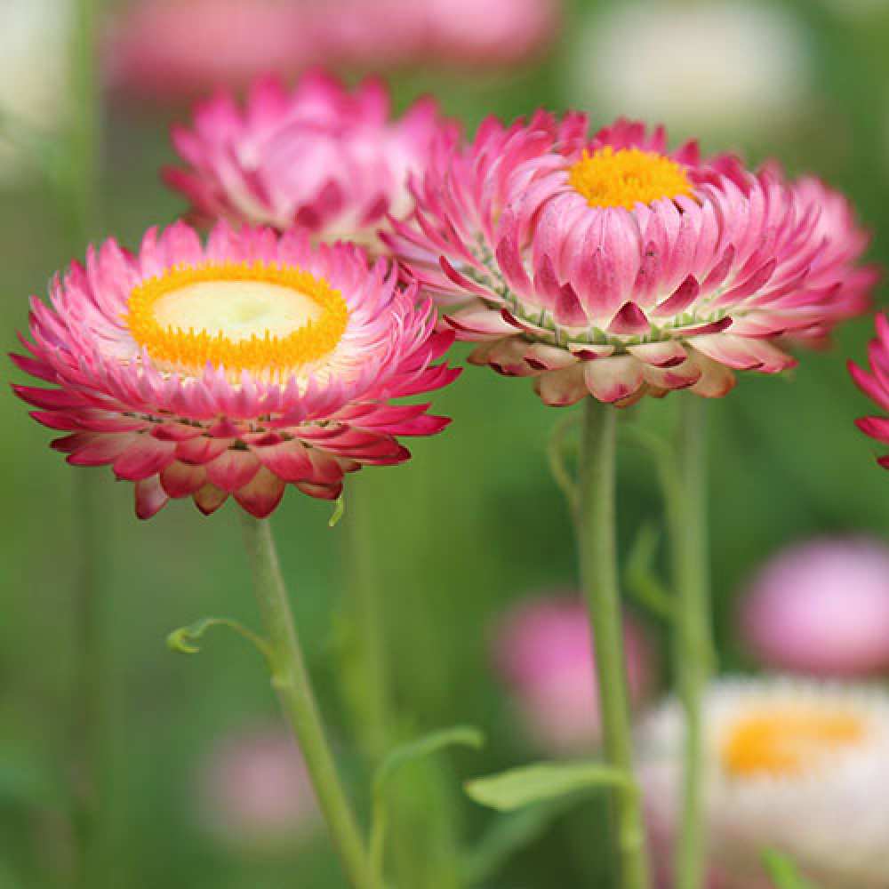 Открытка на каждый день с именем, Лялик C 8 МАРТА подарок на международный женский день Прикольная открытка с пожеланием онлайн скачать бесплатно 