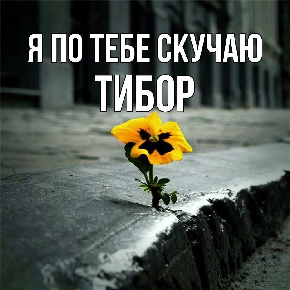 Открытка на каждый день с именем, Тибор Я по тебе скучаю надеюсь будет лучше Прикольная открытка с пожеланием онлайн скачать бесплатно 