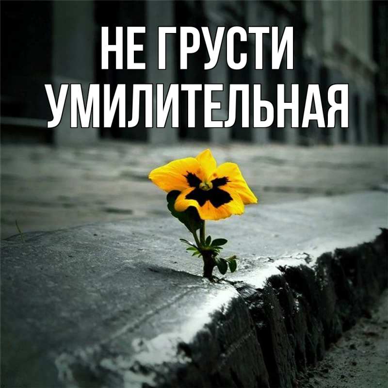 Картинка Не грусти, умилительная