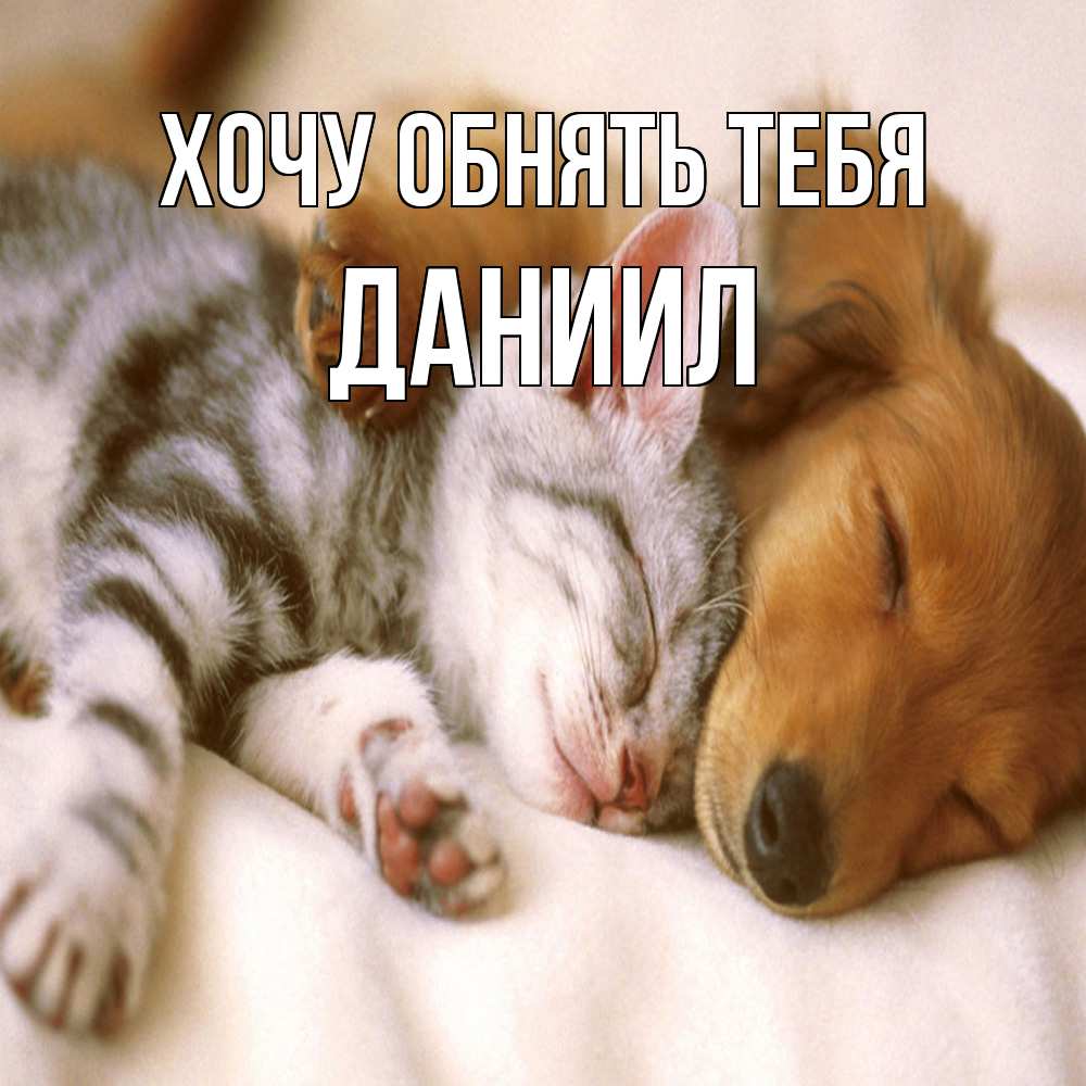 Открытка на каждый день с именем, Даниил Хочу обнять тебя пес и котенок Прикольная открытка с пожеланием онлайн скачать бесплатно 