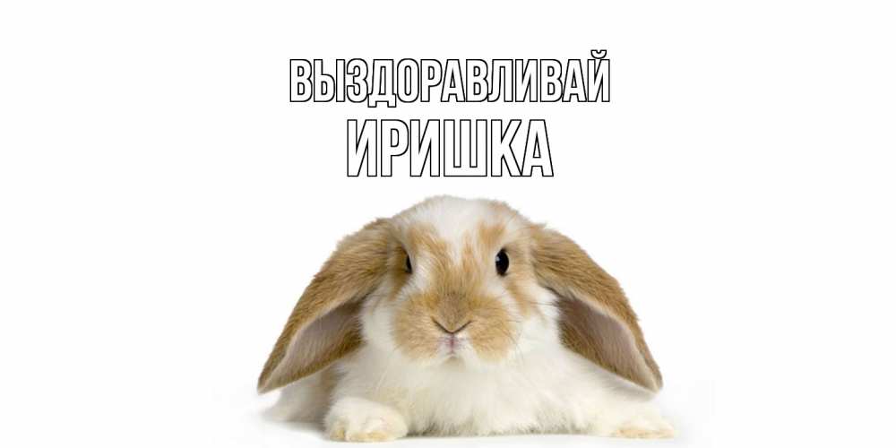 Открытка на каждый день с именем, Иришка Выздоравливай вислоухий кролик белого и коричневого цвета Прикольная открытка с пожеланием онлайн скачать бесплатно 