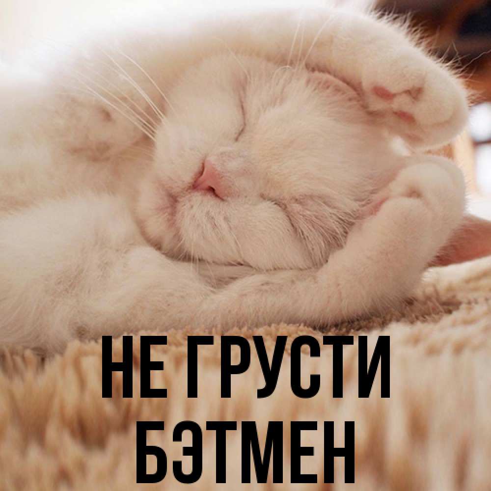 Открытка на каждый день с именем, Бэтмен Не грусти Котенок спит Прикольная открытка с пожеланием онлайн скачать бесплатно 