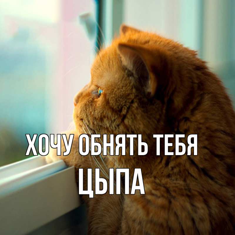 Картинка Хочу обнять тебя, Цыпа