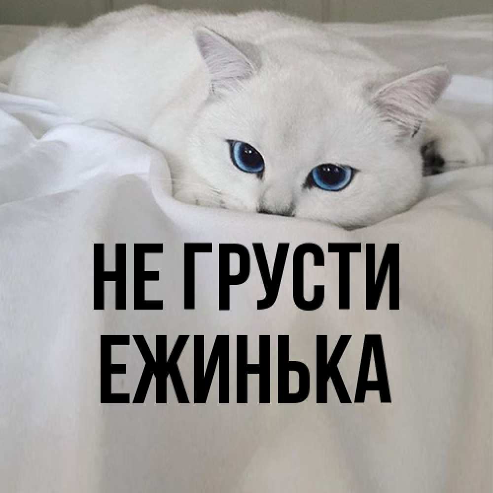 Открытка на каждый день с именем, ежинька Не грусти Голубоглазая кошка Прикольная открытка с пожеланием онлайн скачать бесплатно 